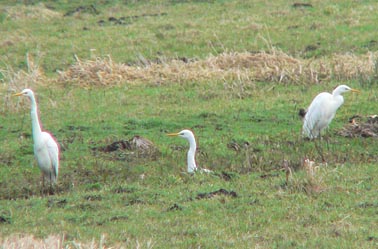 Grotezilverreigers010205A